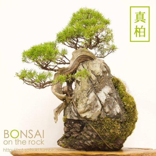 真柏（シンパク）の石付盆栽SHIMPAKU Juniper bonsai on a rock2017.11.19 撮影bonsai on the rock| Creema | BASE | Zazzl