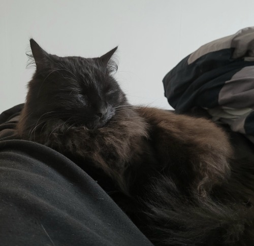 My Cat Brutus, Resting Peacefully Knowing Everyone On Here Is Stabbing Caesar For Him..