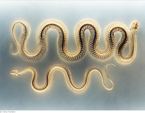 Hans Hansen, photo of snake skeleton Pseudaspis cana and Homalopsis buccata, 2007. Museum für Naturk