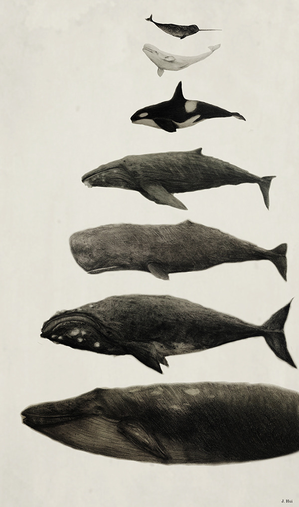 lesstalkmoreillustration:  Jennifer Hui WHALES! 