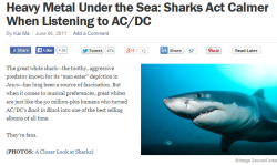 trynottodrown:     bumbleshark:   According to Australian news outlet ABC, Matt Waller, a tour operator in Neptune Bay, discovered that great white sharks act more calmly when listening to music by AC/DC, the Aussie heavy-metal band that reached its