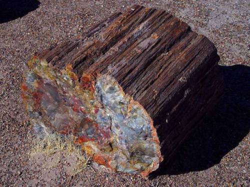 Petrified woodFossils are organic remnants turned into stone by a variety of processes known under t