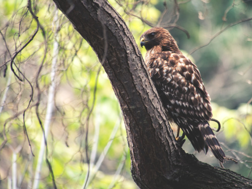 A Red-shouldered hawk perches on a tree above the Great Horned Owl Exhibit, at CuriOdyssey. In the w