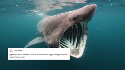 originaljediinjeans - Text posts + Sharks