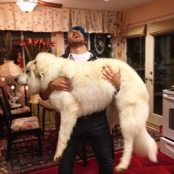 markiplier:  warfatacheridesagain:  Either Lucy is getting bigger or Mark is shrinking. My vote is on Mark shrinking.  First of all, how dare you.Second of all, shut.