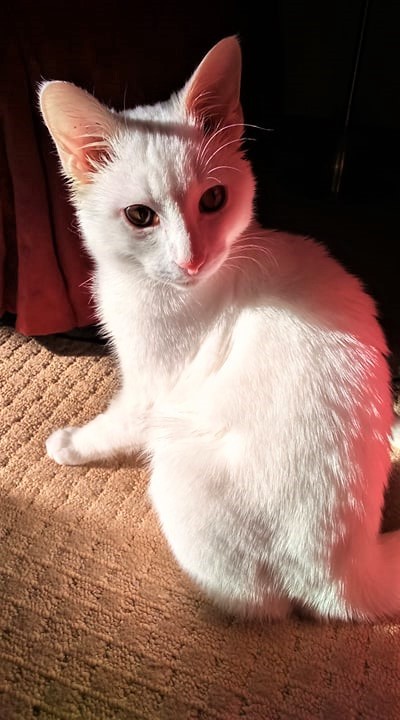 moonymoggy:the last thing you see before you die