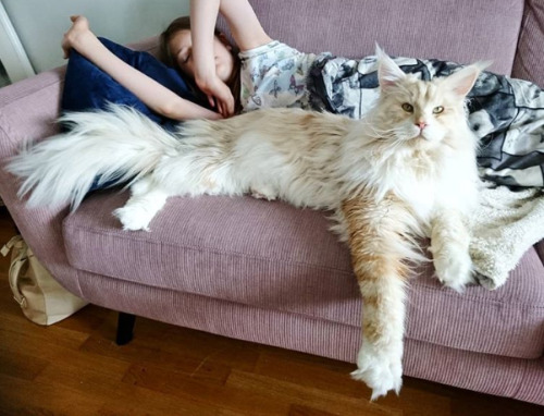 cutepetsuwu: A massive Coon Queen