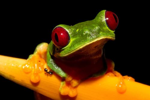 oceaniatropics:Red-eyed Treefrog (Agalychnis callidryas), Queensland