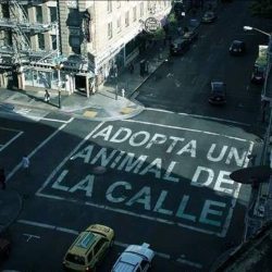 elveganodesnudo:  #Adopta y cambia dos vida