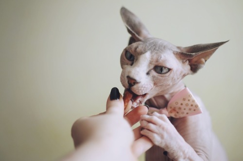 sphynx cat