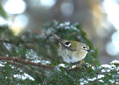 The Goldcrest is the smallest European bird, 8.5–9.5 cm (3.3–3.7 in) in length, with a 13.5–15.5 cm 