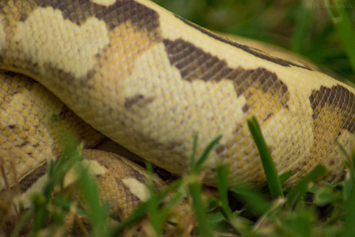 thelazypetowner:It was finally cool enough to go outside with the snakes again. Soba, as per usual, 