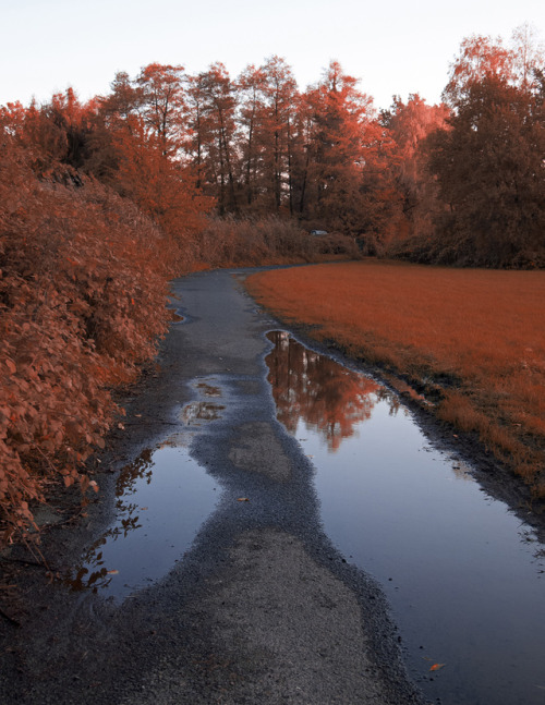 @crispyfishsticks linked me an IR photography post that made me realize that I never shot anything i