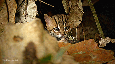 theperfectworldwelcome:  thehumming6ird:The Rusty Spotted Cat ~ ‘The smallest feline