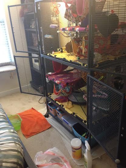 Mischief Managed  Rat cage, Rat cage accessories, Rat cage diy
