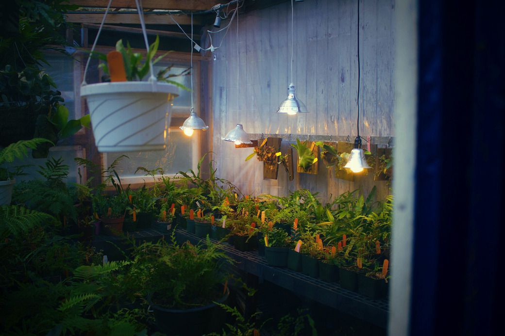 The Secret Life of Plants