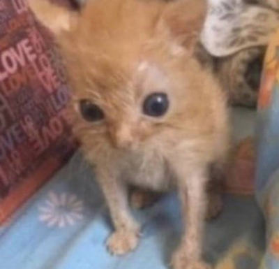 dykefagsupreme:dykefagsupreme:favorite genre of cat is those skrinkled little orange