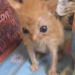 dykefagsupreme:dykefagsupreme:favorite genre of cat is those skrinkled little orange