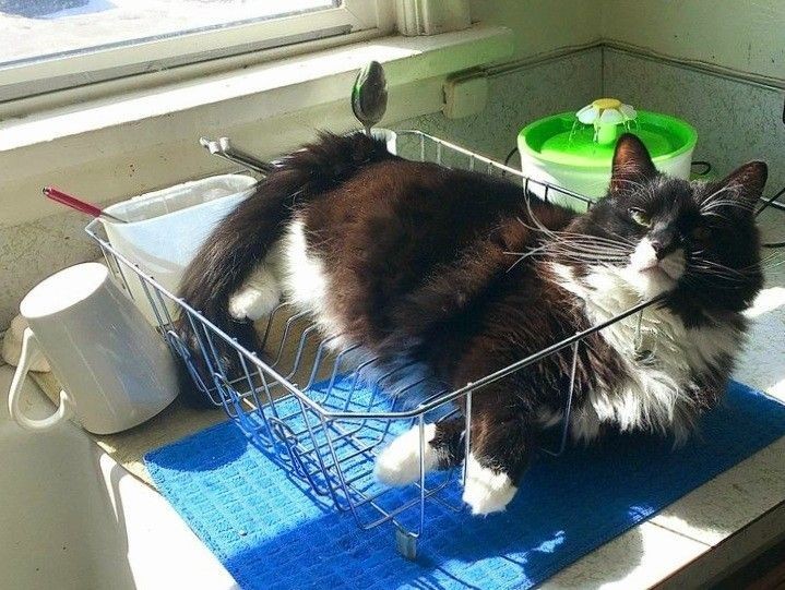 catasters: