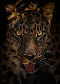 Bendhur   josharlington:  Amur Leopard