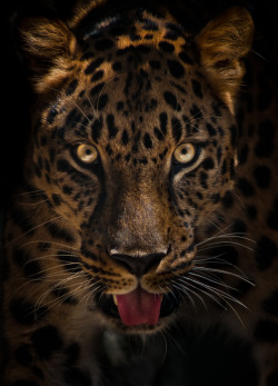 Bendhur   Josharlington:  Amur Leopard