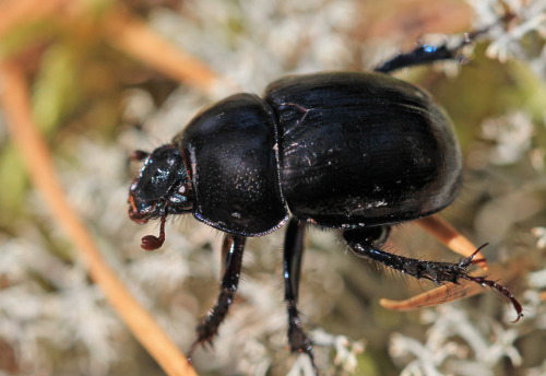 Earth-boring dung-beetle.