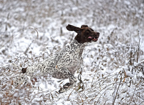 koirien:Free Range Pointer by dudejager on Flickr.