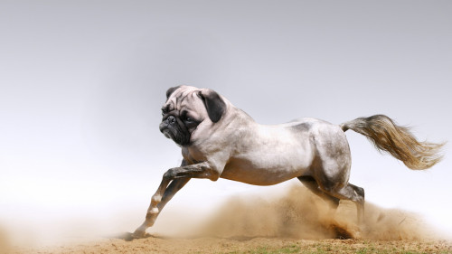 badass-equalist: dinolich: …they’re beautiful. Pug Horse is now my wallpaper.