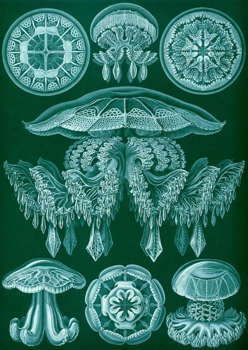 Ernst Haeckel - Discomedusae - 1904
