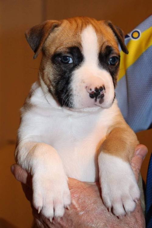 - American Staffordshire Terrier. Want more? Follow:dogsandpupsdaily.tumblr.com/