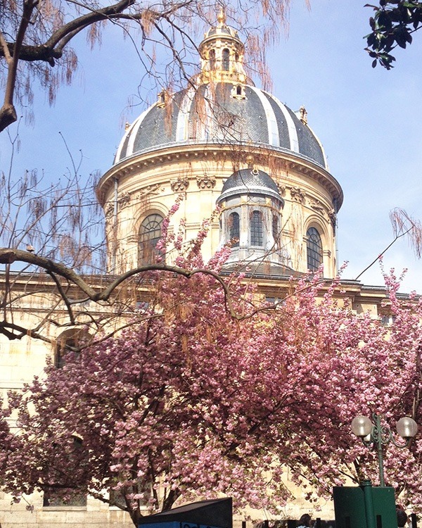 naimabarcelona:  Les cerisiers fleurissent un peu partout à Paris!