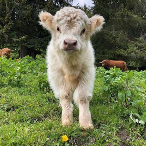 friend-of-the-cows:www.instagram.com/p/CA2WJSdqDz8/