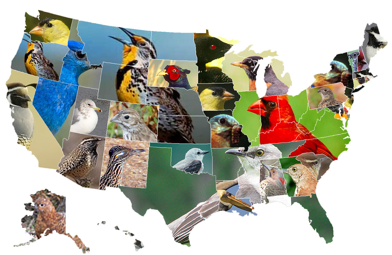 The bird of us. Biodiversity Bird Map.
