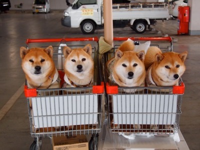 mandopony:tayrezi:Shiba Inu compilation Are adult photos