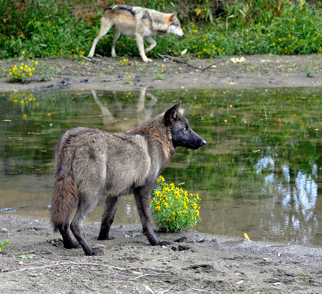 llbwwb:  Wolf Friends (by Eve’sNature-PC problems, sorry :P)
