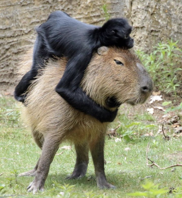 happyheidi:Capybaras and friends ♡𝘊𝘢𝘱𝘺𝘣𝘢𝘳𝘢𝘴 adult photos