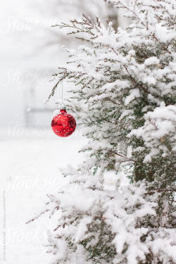 stocksyladies:  Fresh snow on a pine tree