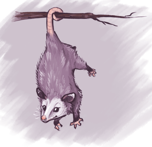 chelsealinaeve: sketch warmup for today, indulging a friend who was into opossums before it was cool