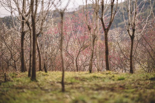 2021-03-02Plum BlossomsCanon EOS R6 + RF85mm f1.2LInstagram  |  hwantastic79vivid