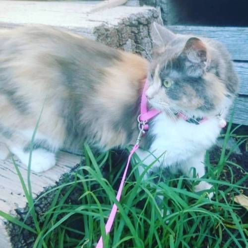 Adventure Cat - - - - - #Sora #adventuretime #catadventures #outsidecat #outdoors #LittleCat #BabyBa