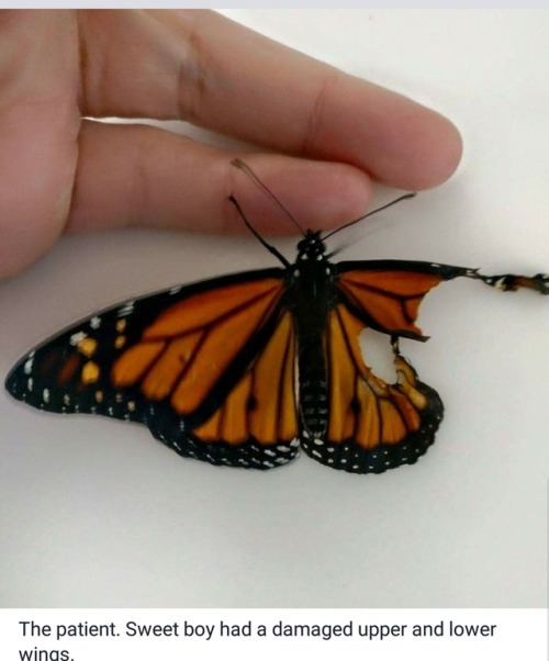 cinnaluna: This person…. fixes butterflies…..