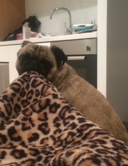 thecheerypug:  Because it’s too hard to hold my own head up…