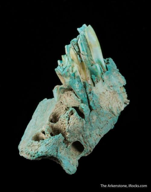OdontoliteAlso known as Bone turquoise, this beautiful rock is formed in the depths of sedimentary s