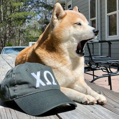 Current Mood #weardistrct #chiomega / on Instagram ift.tt/2oSvXxm