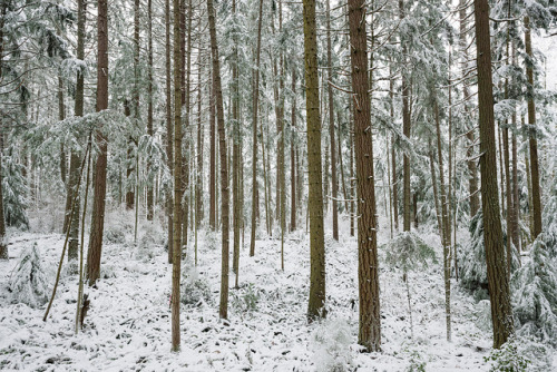 Winter Forest by Bryn Tassell on Flickr.