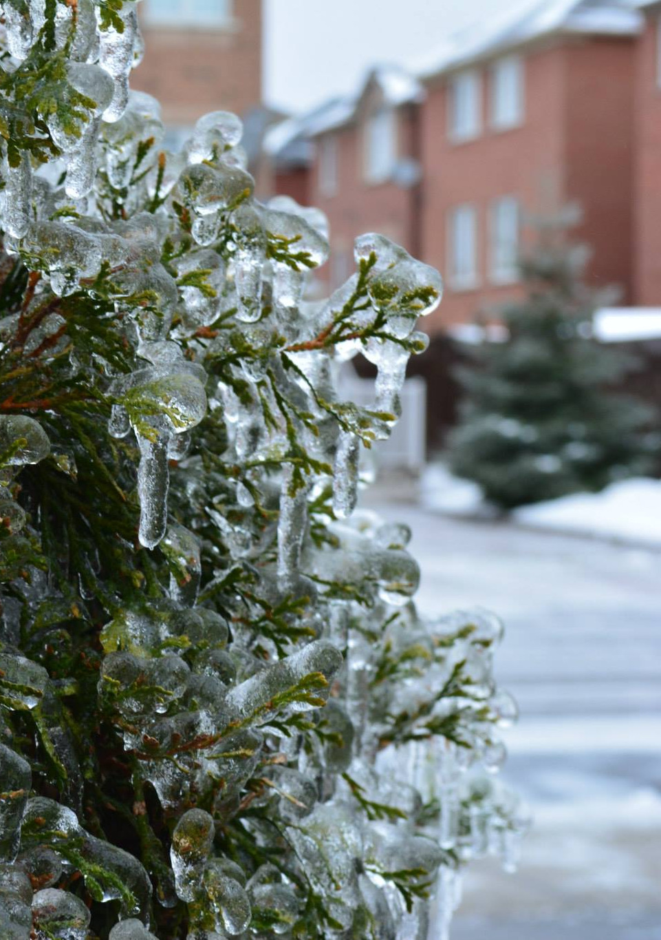 ficklewind:  Toronto Ice Storm by: ficklewind (Carmen La)