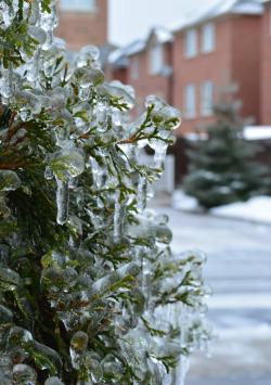 ficklewind:  Toronto Ice Storm by: ficklewind