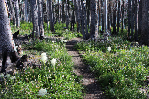 trailthesun: Mt. Hood Wilderness June 09, 2015 | Trail the SunChasing Avalanche LiliesI was so inspi