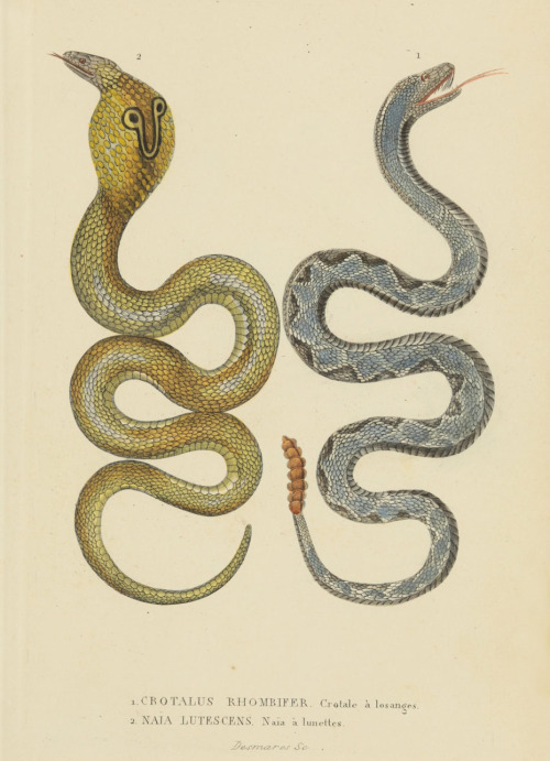 Cobra and Rattlesnake, from Dictionnaire classique des sciences naturelles, 1853. France. Via Biodiv