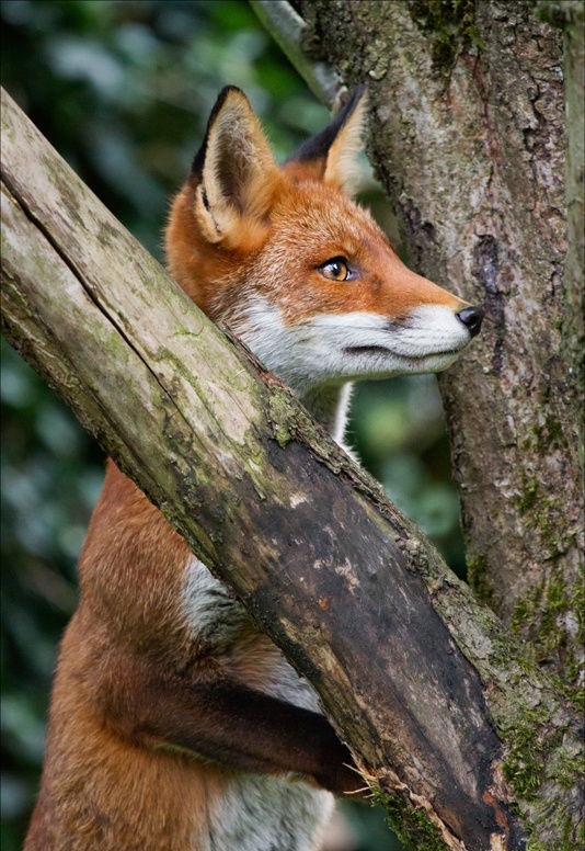 beautiful-wildlife:  Tree Climber by Alannah Hawker 